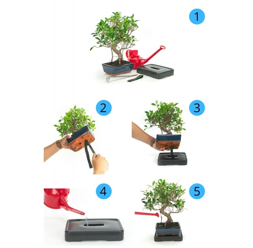 Sistema de auto riego para bonsáis 15 cm