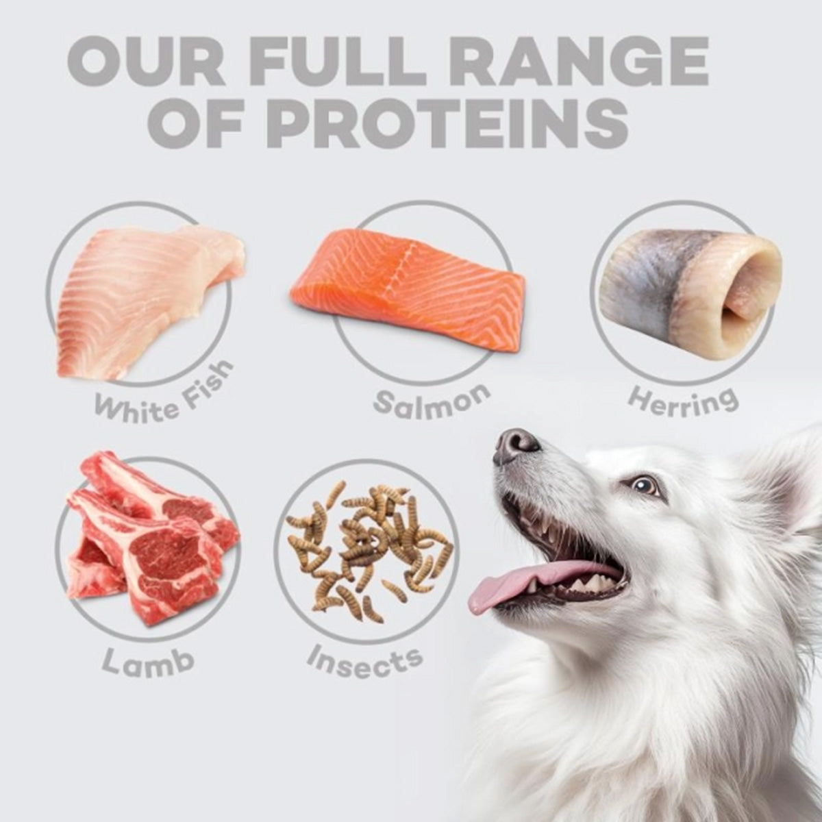 Nature's Protection White Dog Pienso grain free Salmón cachorros 1,5 Kg