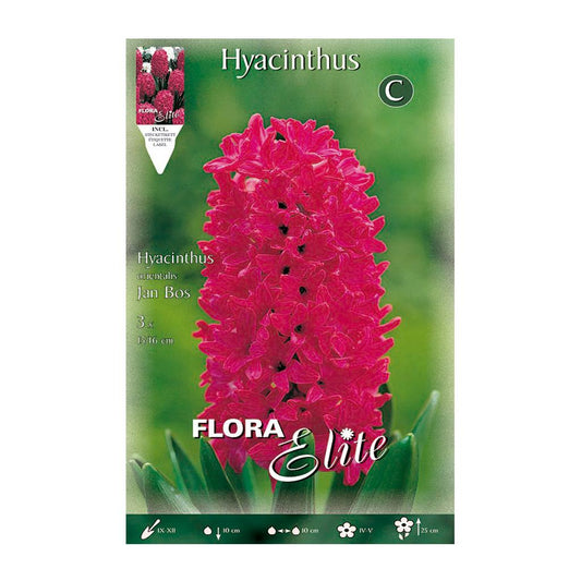 Bulbos Jacinto rojo 3 uds