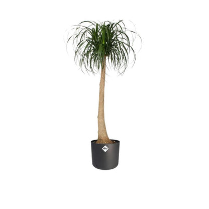 Macetero B.for Soft Round Elho Antracita 16 cm